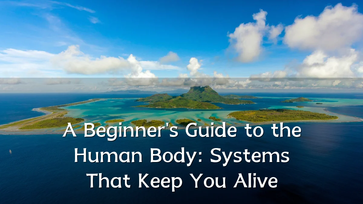 A Beginner's Guide to the Human Body: Systems That Keep You Alive