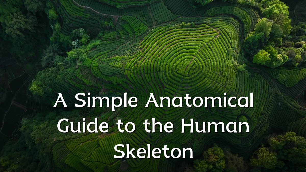 A Simple Anatomical Guide to the Human Skeleton