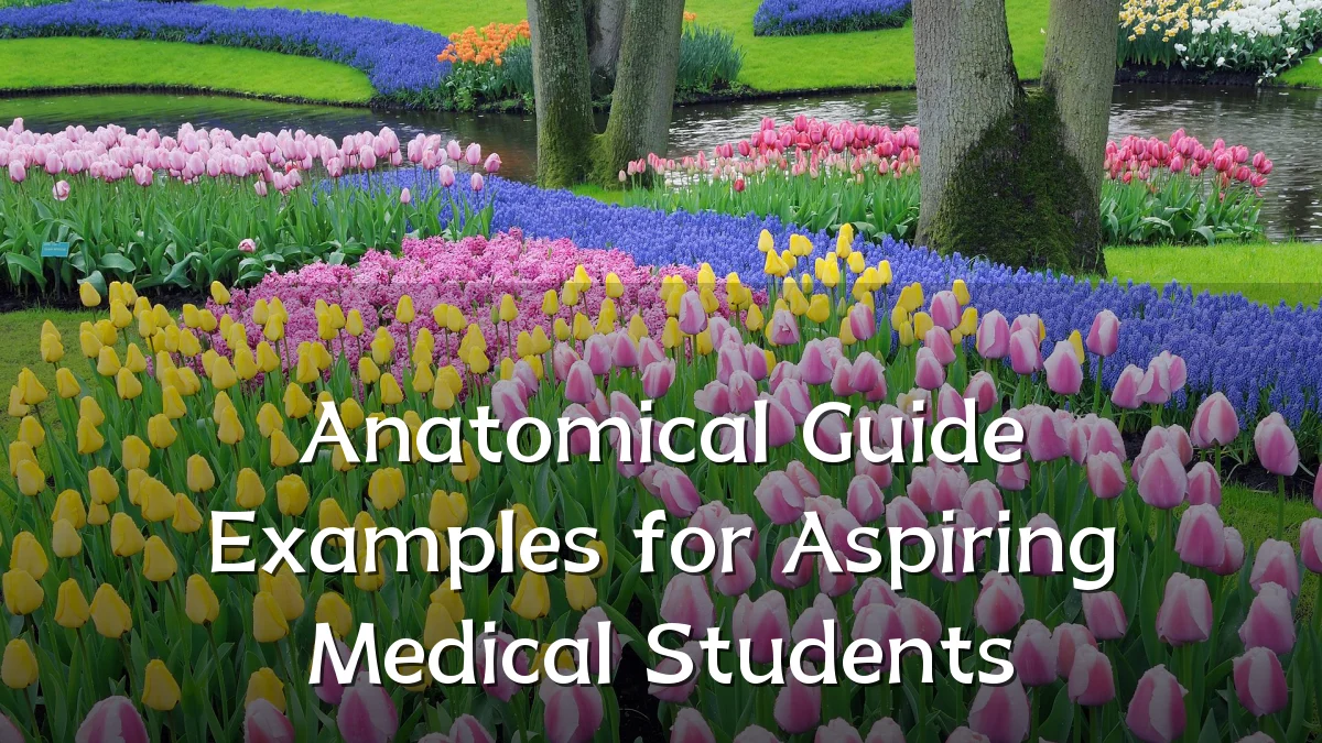 Anatomical Guide Examples for Aspiring Medical Students
