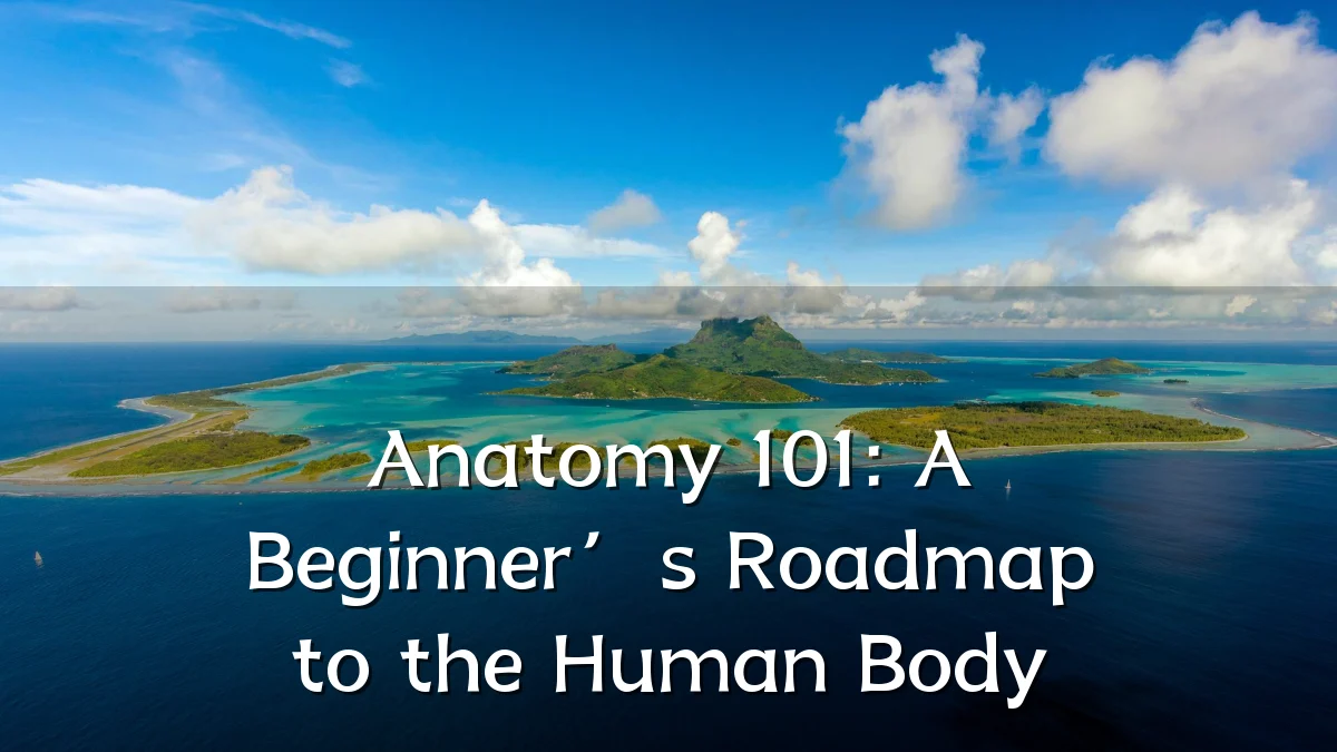 Anatomy 101: A Beginner’s Roadmap to the Human Body