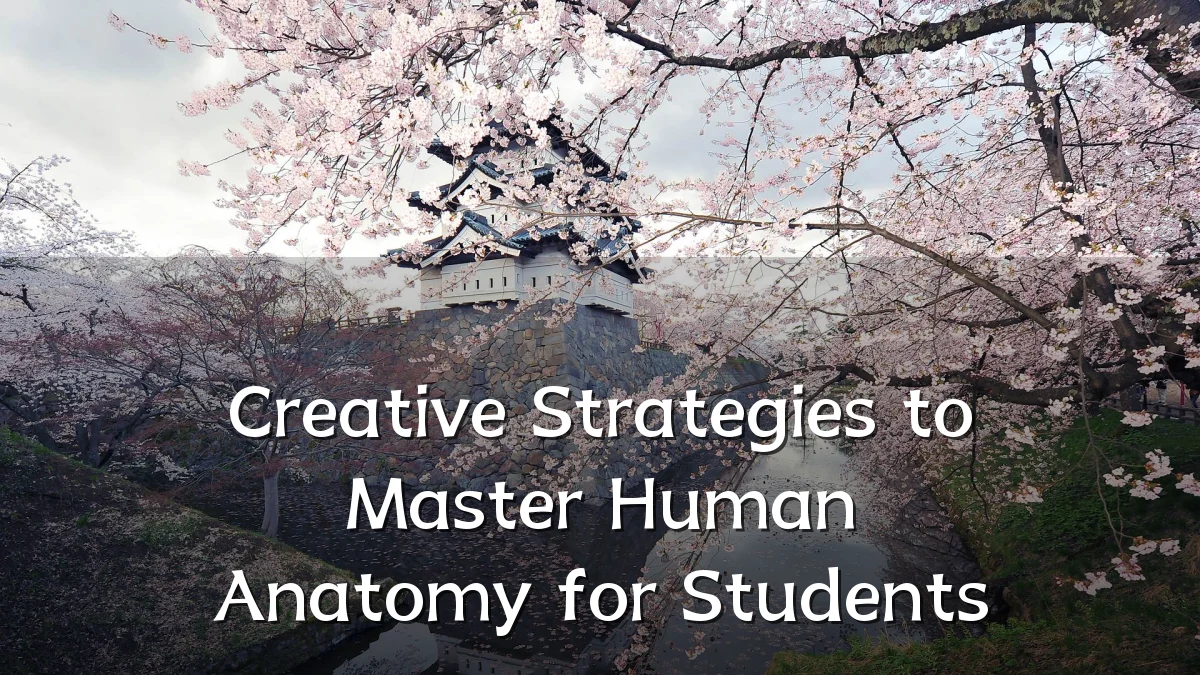 Creative Strategies to Master Human Anatomy for Students