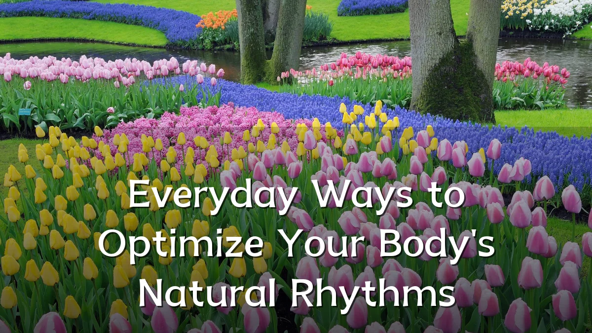 Everyday Ways to Optimize Your Body's Natural Rhythms