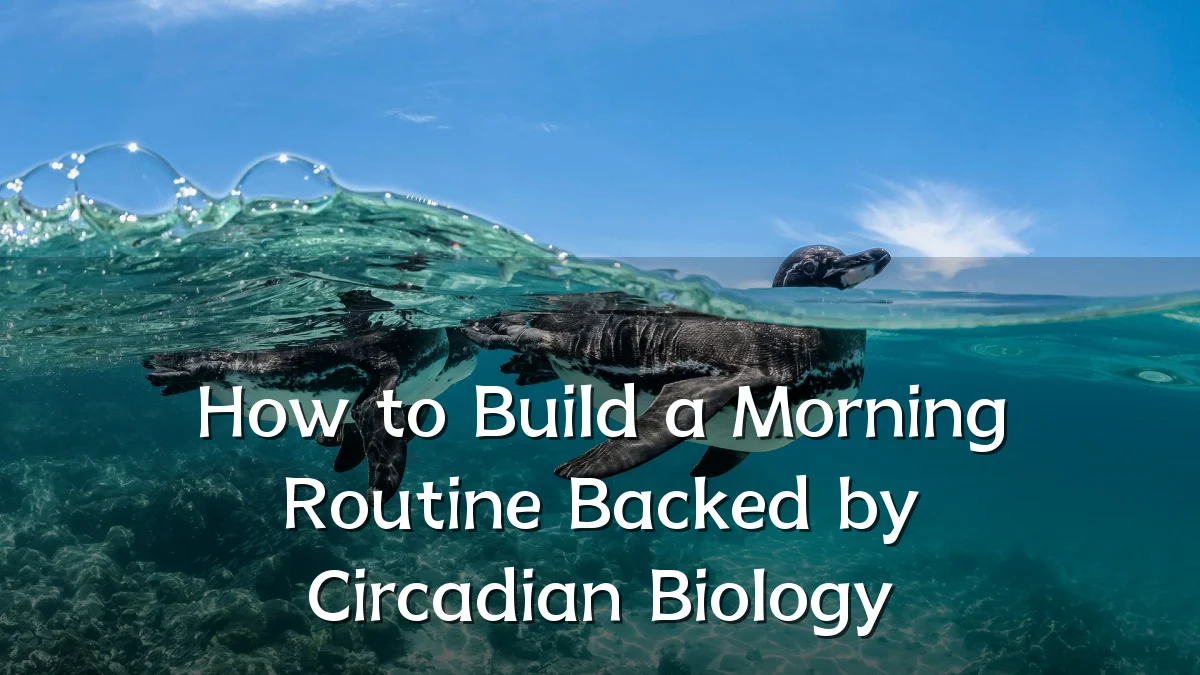 How to Build a Morning Routine Backed by Circadian Biology