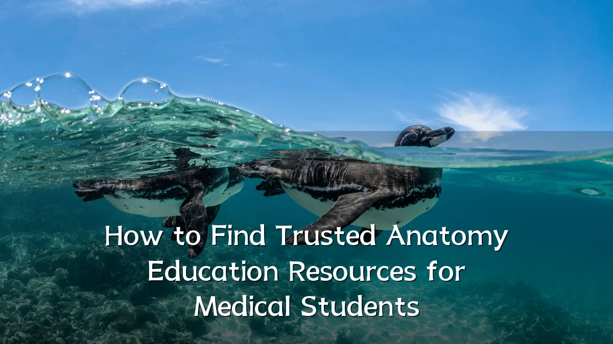 How to Find Trusted Anatomy Education Resources for Medical Students