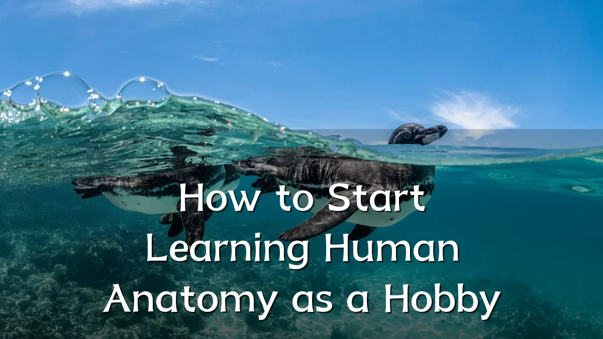 How to Start Learning Human Anatomy as a Hobby