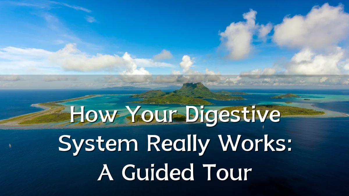 How Your Digestive System Really Works: A Guided Tour