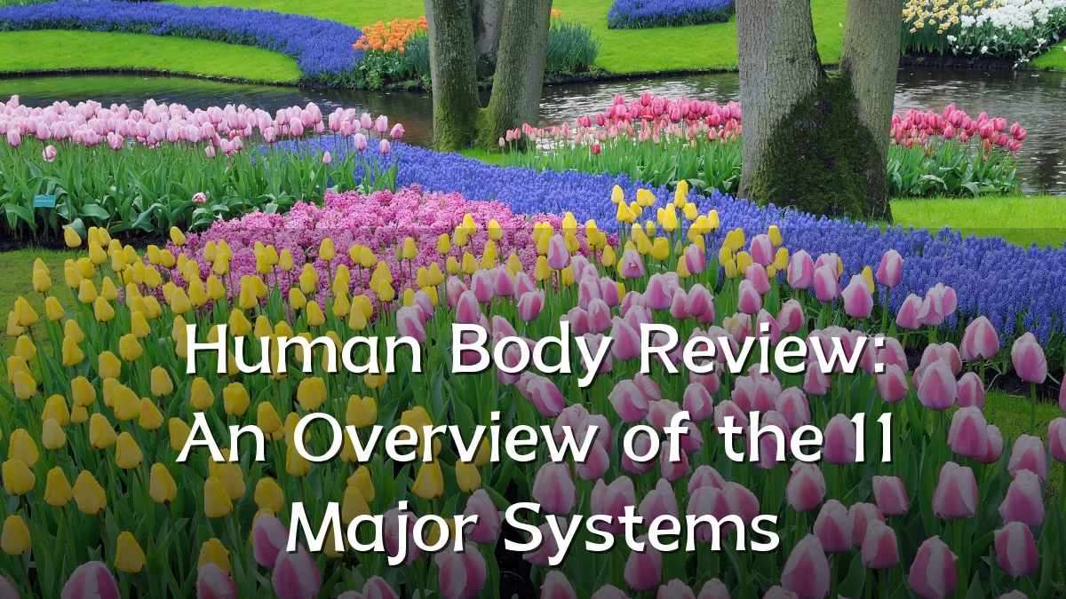 Human Body Review: An Overview of the 11 Major Systems