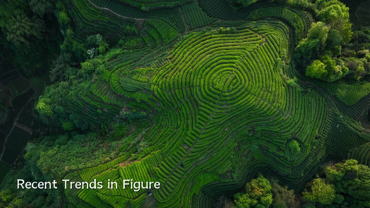 Recent Trends in Figure