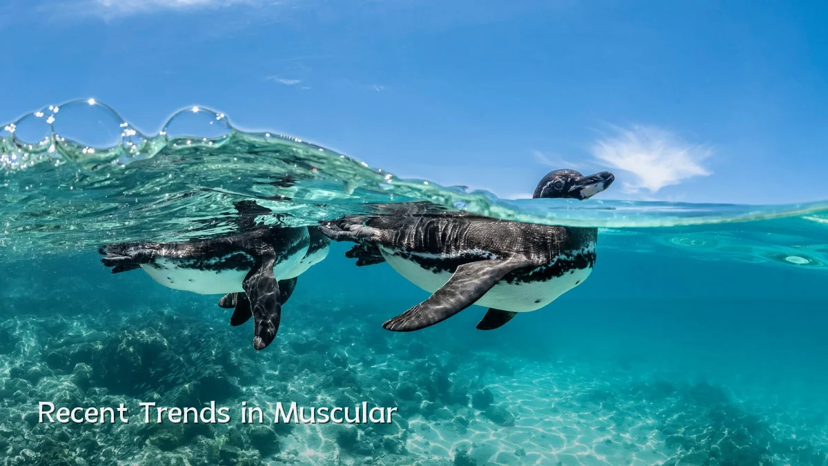 Recent Trends in Muscular