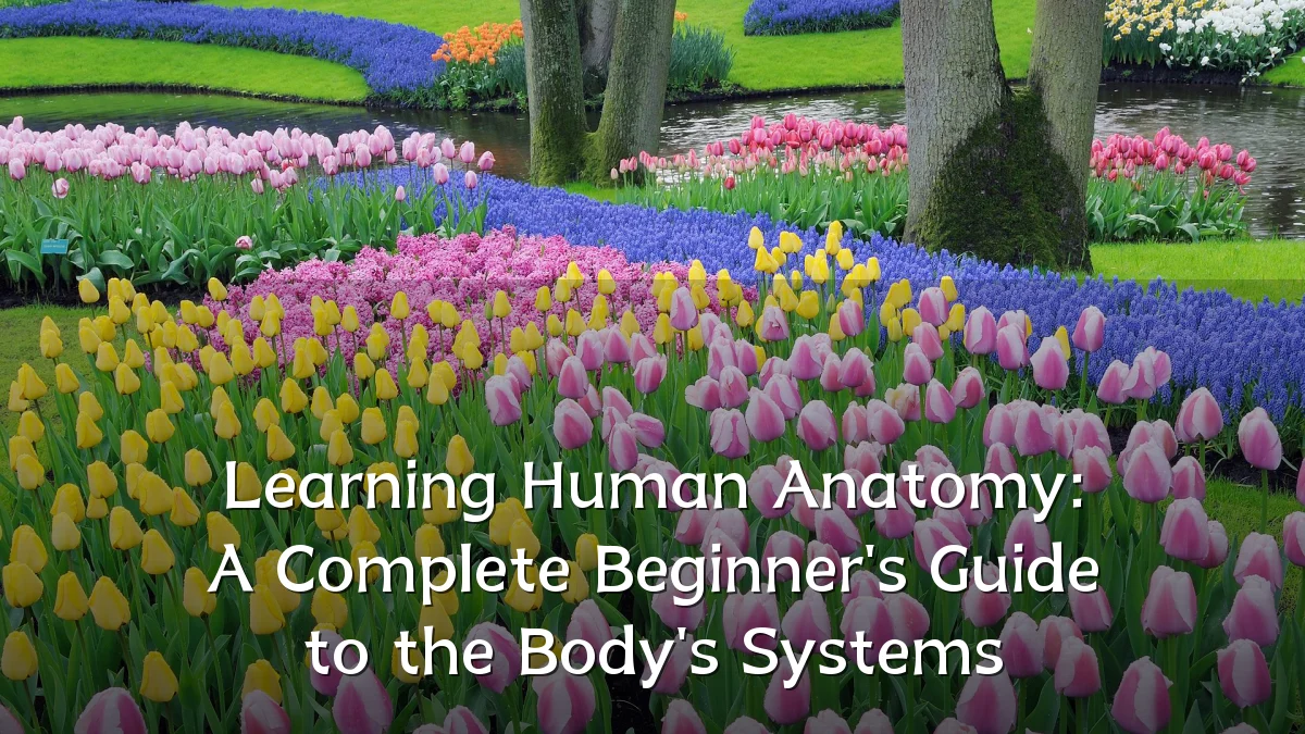 Learning Human Anatomy: A Complete Beginner's Guide to the Body's Systems