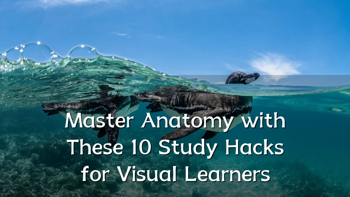 Master Anatomy with These 10 Study Hacks for Visual Learners
