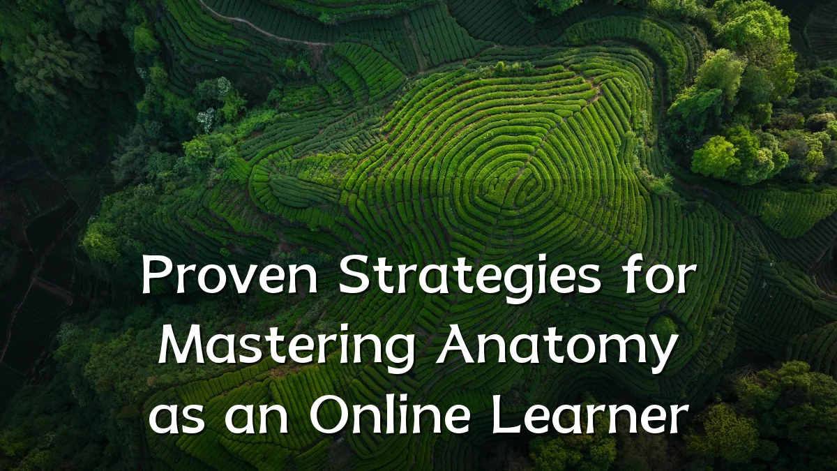 Proven Strategies for Mastering Anatomy as an Online Learner