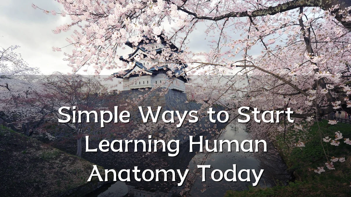 Simple Ways to Start Learning Human Anatomy Today