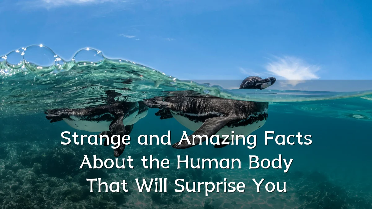 Strange and Amazing Facts About the Human Body That Will Surprise You