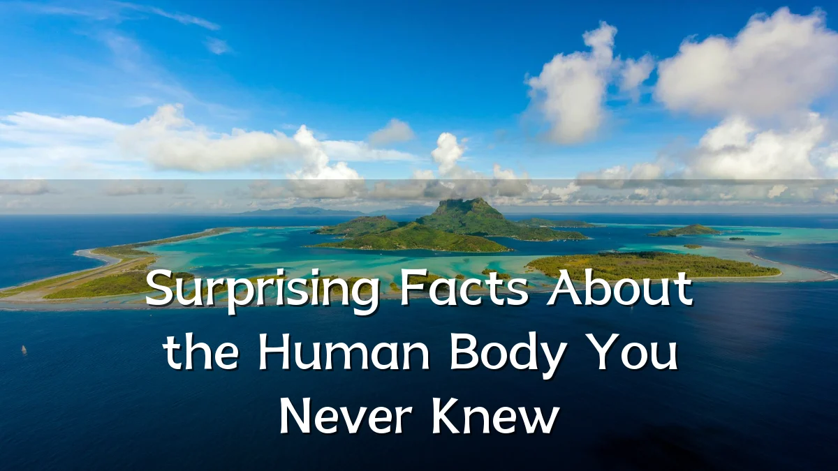 Surprising Facts About the Human Body You Never Knew