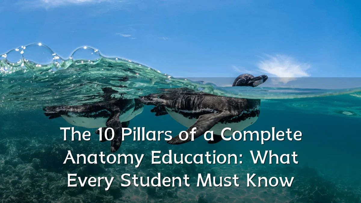 The 10 Pillars of a Complete Anatomy Education: What Every Student Must Know