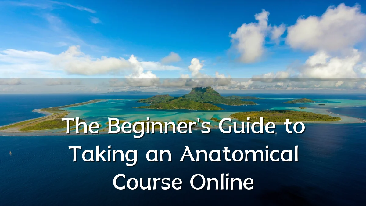 The Beginner's Guide to Taking an Anatomical Course Online