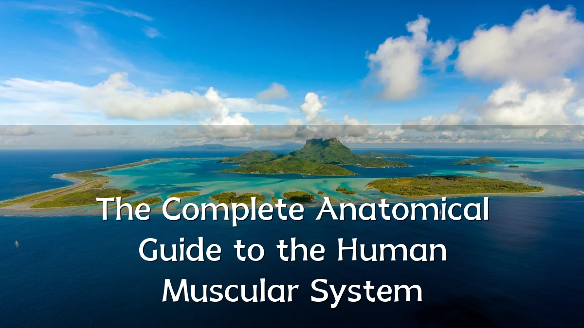 The Complete Anatomical Guide to the Human Muscular System