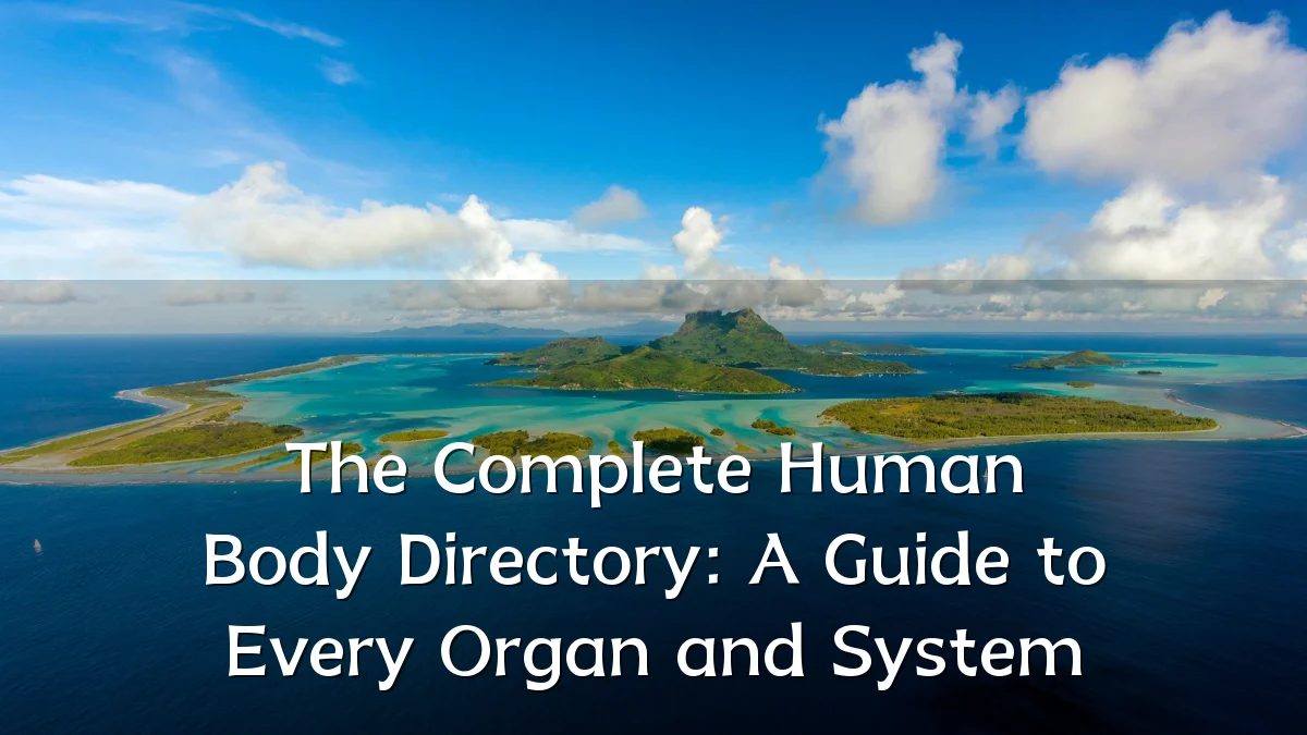 The Complete Human Body Directory: A Guide to Every Organ and System