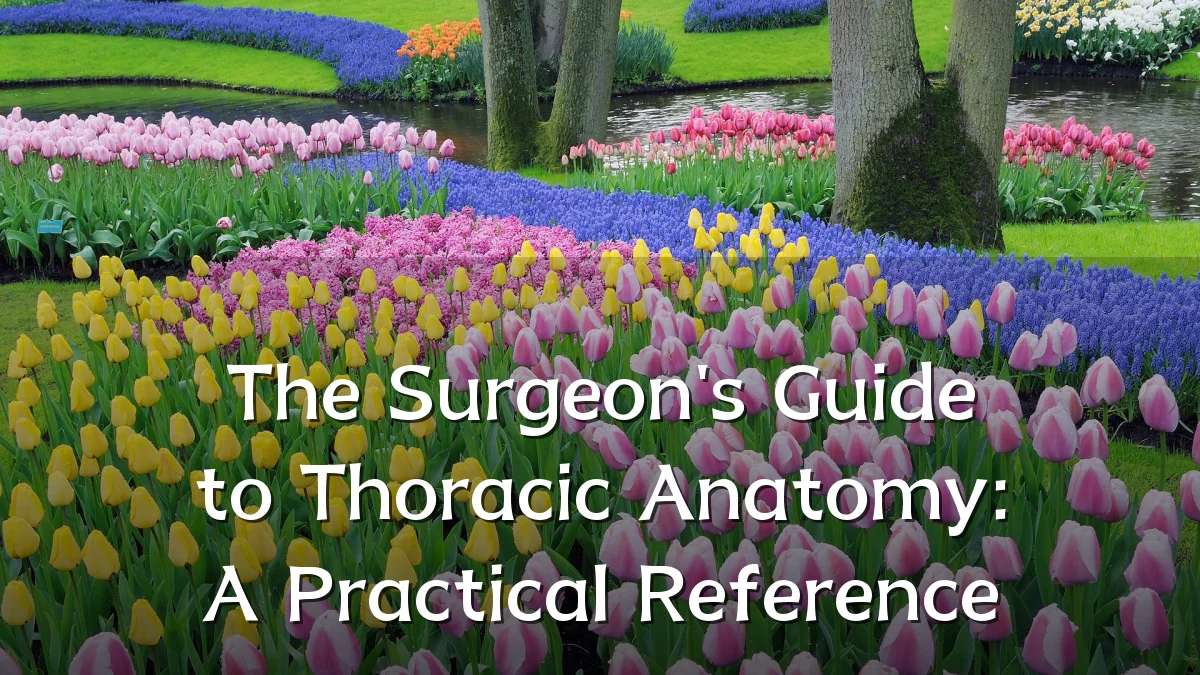 The Surgeon's Guide to Thoracic Anatomy: A Practical Reference