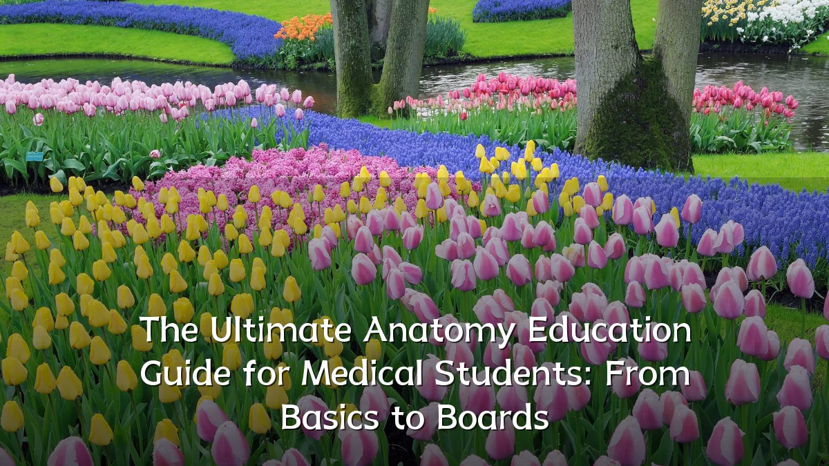 The Ultimate Anatomy Education Guide for Medical Students: From Basics to Boards