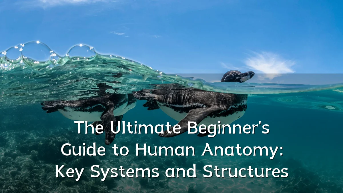 The Ultimate Beginner's Guide to Human Anatomy: Key Systems and Structures