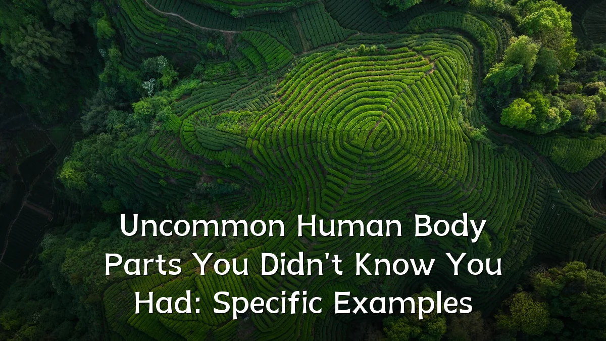 Uncommon Human Body Parts You Didn't Know You Had: Specific Examples