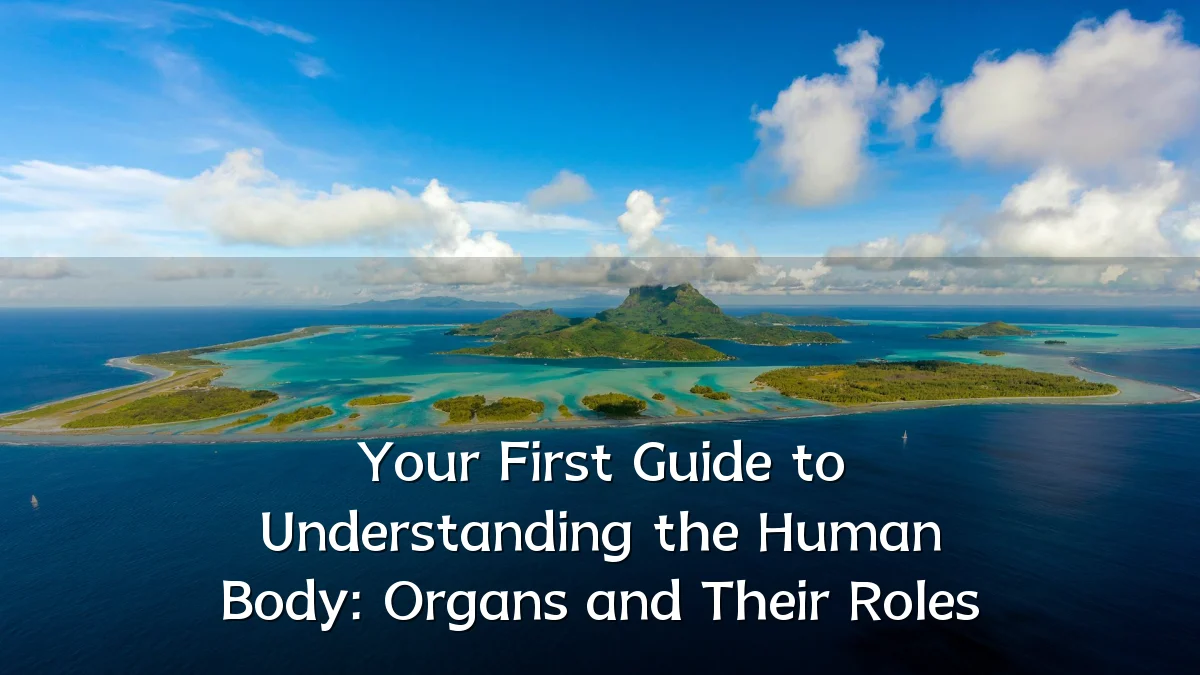 Your First Guide to Understanding the Human Body: Organs and Their Roles