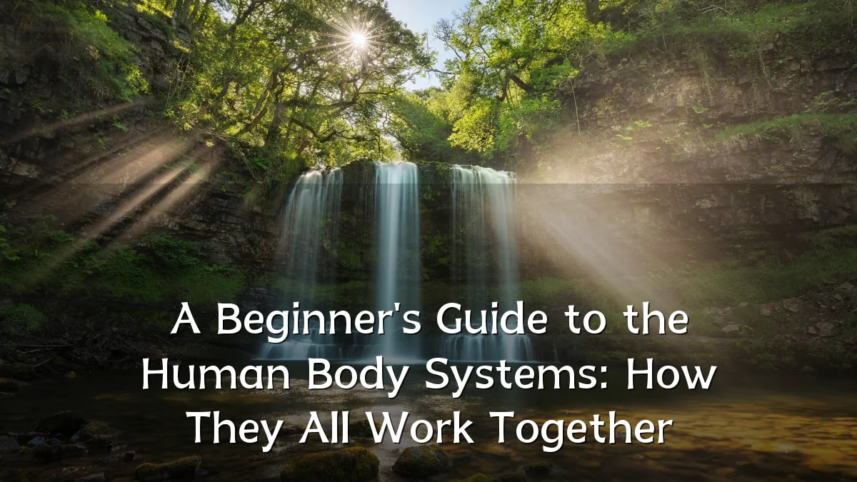 A Beginner's Guide to the Human Body Systems: How They All Work Together