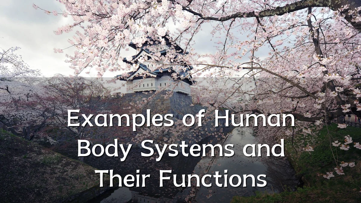 Examples of Human Body Systems and Their Functions