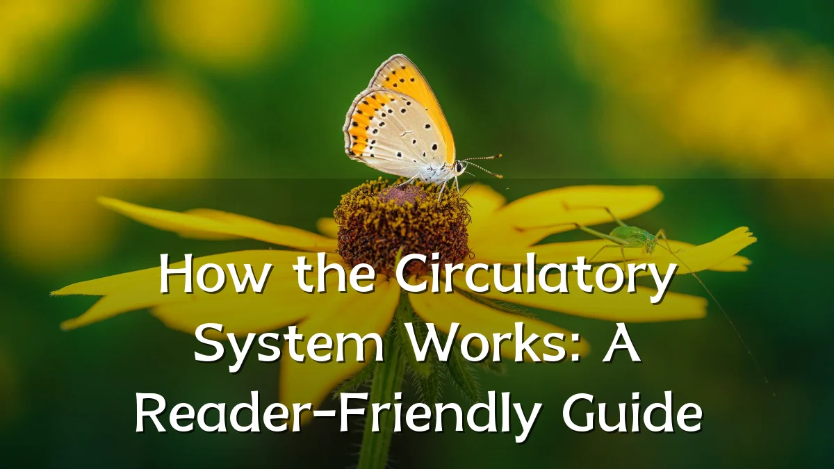 How the Circulatory System Works: A Reader-Friendly Guide