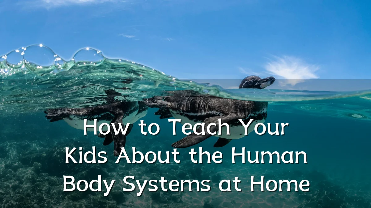 How to Teach Your Kids About the Human Body Systems at Home