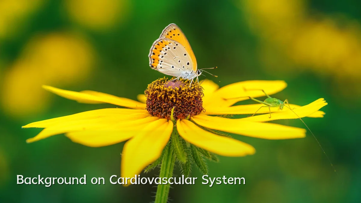 Background on Cardiovascular System