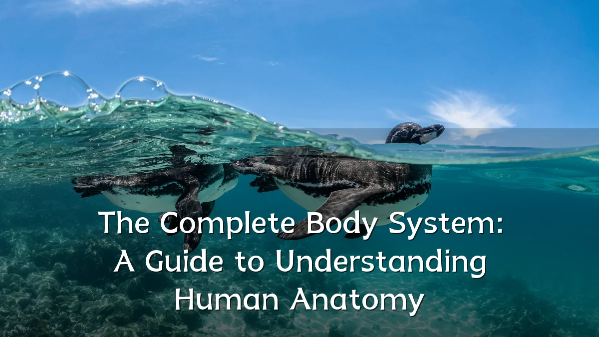 The Complete Body System: A Guide to Understanding Human Anatomy