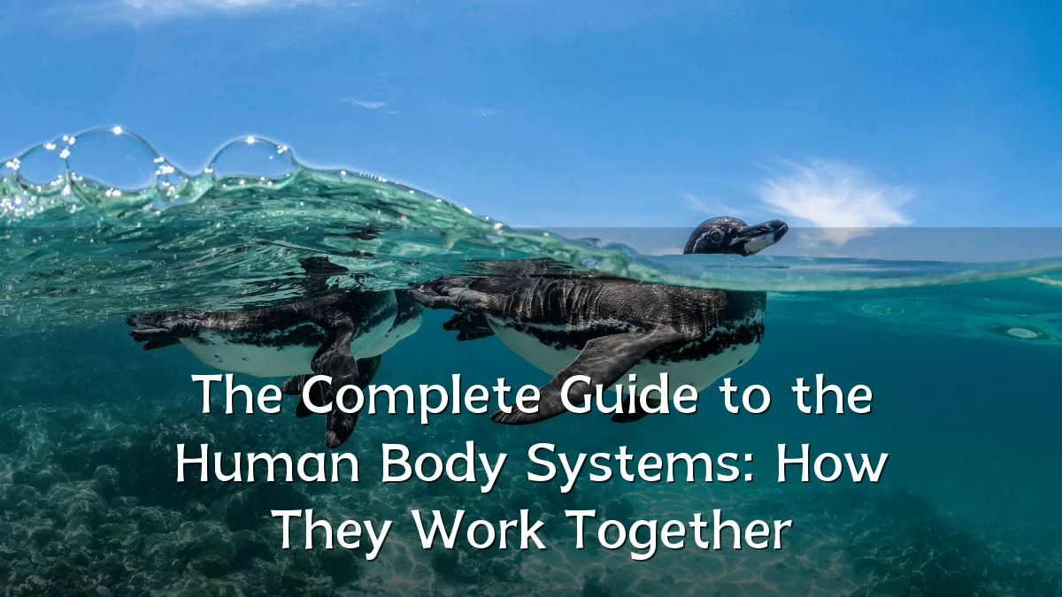 The Complete Guide to the Human Body Systems: How They Work Together