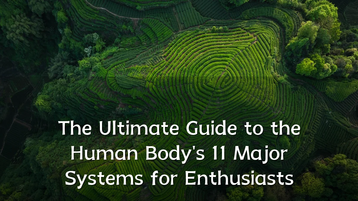 The Ultimate Guide to the Human Body's 11 Major Systems for Enthusiasts