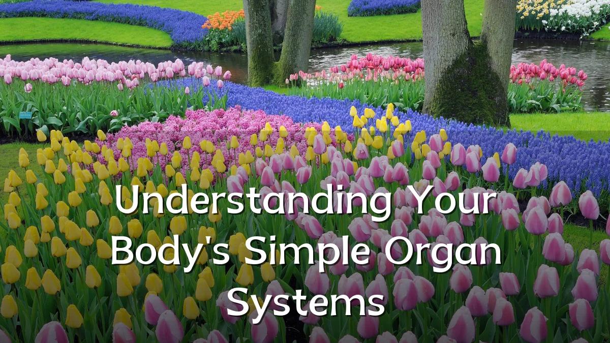 Understanding Your Body's Simple Organ Systems