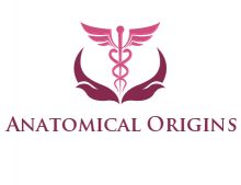 Anatomical Origins