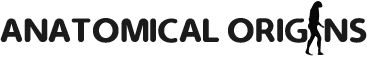 Anatomical Origins